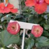 Handmade Real Flower Earrings - Rose - Image 2